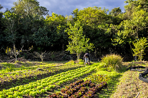 Plantação de verduras orgânicas em sítio do bairro Lami - Caminhos Rurais