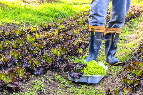 Colheita de verduras orgânicas em sítio - bairro Lami - Caminhos Rurais