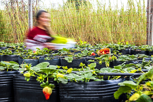 Trabalhadora rural em plantação orgânica de morangos em estufa em sítio do bairro Lami - Caminhos Rurais