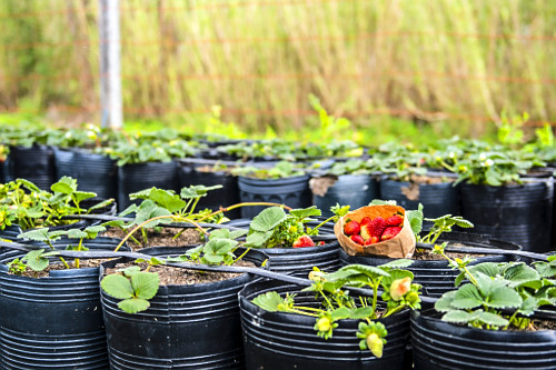 Plantação orgânica de morangos em estufa com detalhe de embalagem de frutos colhidos - sítio do bairro Lam