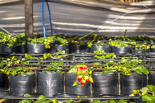 Plantação orgânica de morangos em estufa no sítio do bairro Lami - Caminhos Rurais