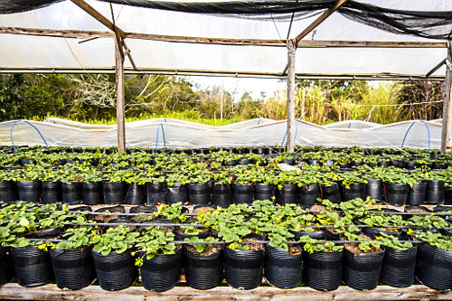 Plasticultura - plantação orgânica de morangos em estufa no sítio do bairro Lami - Caminhos Rurais