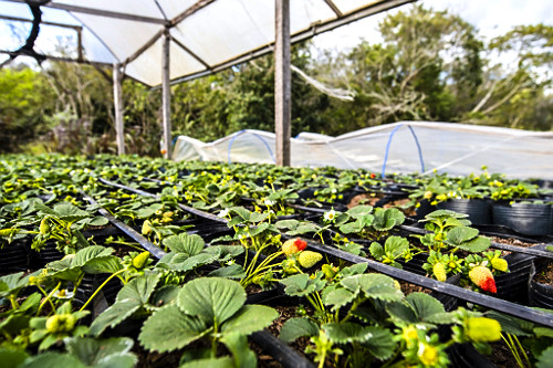 Plantação de morangos orgânicos protegidos por estufa - bairro Lami - Caminhos Rurais