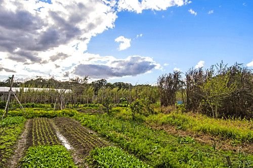 Sítio com agricultura orgânica - plantação de hortaliças e ao fundo estufa com plantação de morangos - 