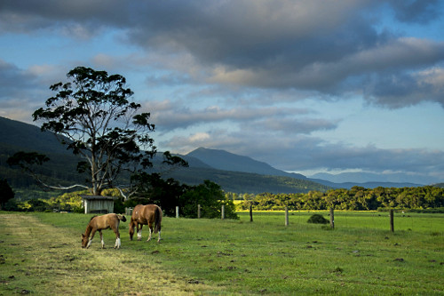 Paisagem rural - cavalos pastando