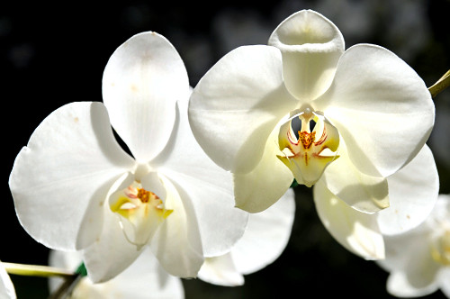 phalaenopsis x hybridus | Pulsar Imagens | Banco imagens do Brasil