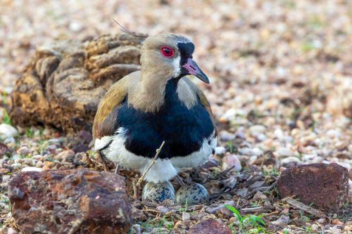Quero-quero no ninho cuidando dos ovos - também denominado quem-quem , espanta-boiada , tetéu , xexéu e ter