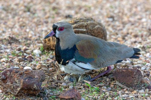 Quero-quero no ninho cuidando dos ovos