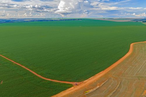 Vista de drone de plantação de milho ao lado da Rodovia MT-270