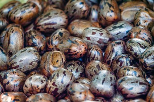 Sementes de seringueira separadas para reprodução de mudas