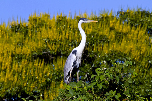 Ardea cocoi | Pulsar Imagens | Banco imagens do Brasil