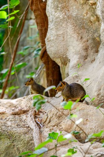 Mocós na trilha da Lapa dos Desenhos - Parque Nacional Cavernas do Peruaçu - Mosaico Sertão Veredas-Peruaç