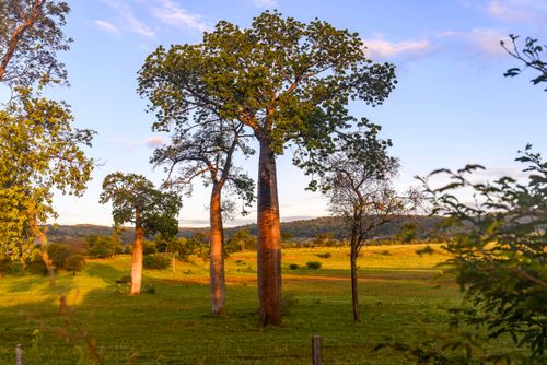 Embaré - também conhecida como barriguda - árvore-da-lã e castanha-do-ceará - Parque Nacional Cavernas do