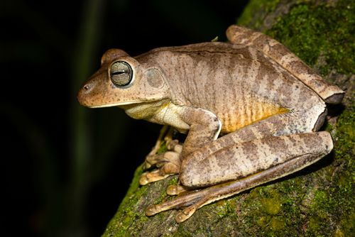 sapo martelo | Pulsar Imagens | Banco imagens do Brasil