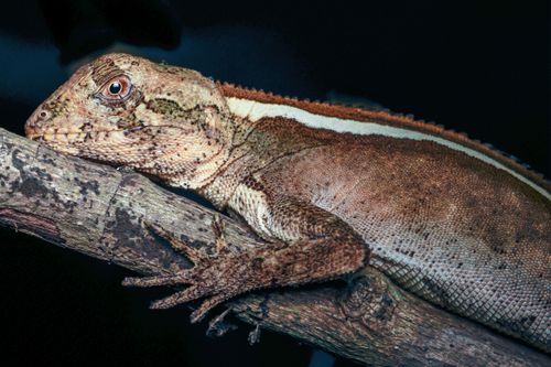 Lagarto arborícola do gênero Enyalius sp -  Parque Estadual da Serra da Tiririca 