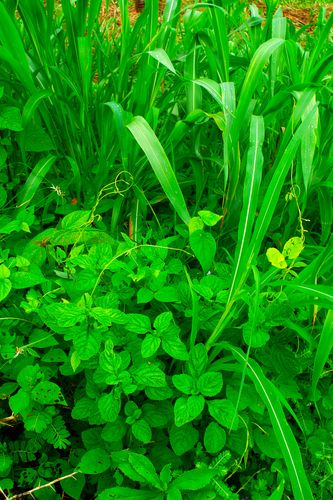 Plantas monocotiledôneas - folha estreita - e dicotiledôneas - folha larga- encontradas em pastagem