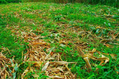 Adubação verde - cobertura morta de folhas de milho