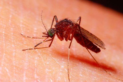 Pernilongo sugando sangue da pele - Culex sp