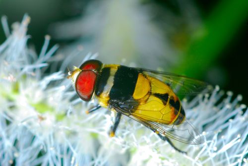 Mosca sirfídea alimentando-se de pólen e néctar - também denominada moscas-das-flores