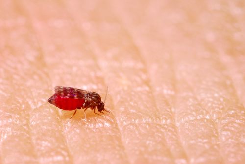 Fêmea de maruí sugando sangue também denominado mosquito-pólvora e mosquitinho-do-mangue - Culicoides sp