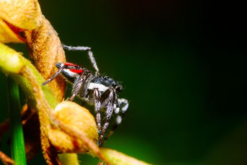 Aranha-saltadora também denominada aranha de parede ou papa-moscas
