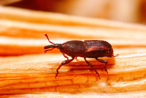Besouro Caruncho ou Gorgulho sobre palha de milho - Sitophilus sp