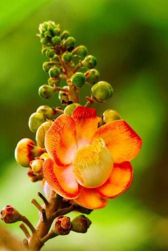 Flor de castanha-de-macaco , amêndoa-dos-andes , abricó-de-macaco , cuia-de-macaco ou macacarecuia