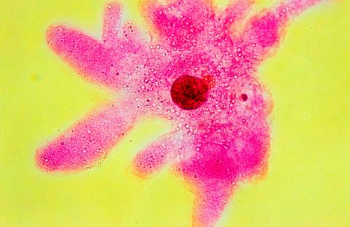 Ameba - Amoeba proteus - protozoário de vida livre - organismo unicelular - magnificação 400 vezes