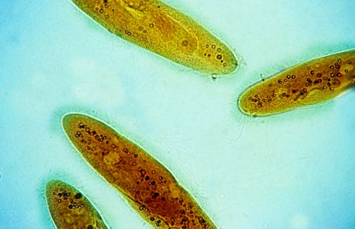 Paramécio - Protozoa - Ciliophora - Protozoário unicelular ciliado - vida livre - magnificação 100 vezes