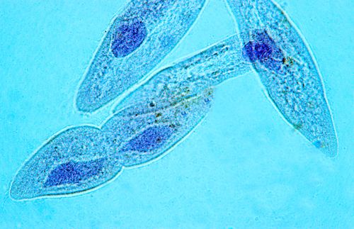 Paramécio - Protozoa - Ciliophora - Protozoário unicelular ciliado - vida livre - magnificação 100 vezes