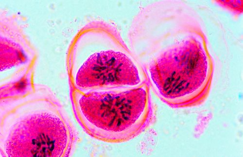 Meiose em antera de Lírio - Prófase II - aumento  1000 vezes