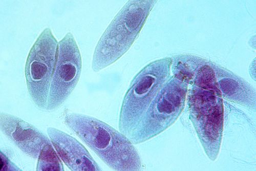 Paramécio - Protozoa - Ciliophora - Protozoário unicelular ciliado - vida livre - magnificação 200 vezes