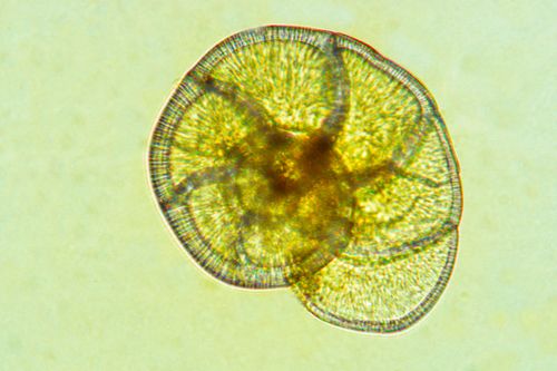 Foraminífero - organismo unicelular - Foraminifera - magnificação 200 vezes