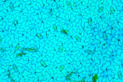 Estômato do feijão - troca de gases com atmosfera através das células guarda - magnificação 100 vezes