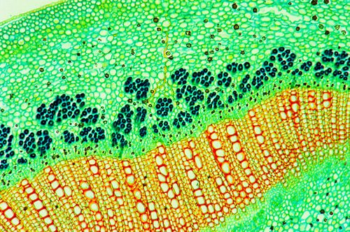 Caule de Espirradeira - Nerium indicum - células produtoras de látex na epiderme - magnificação 200 vezes