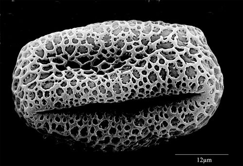 Grão de pólen visto ao microscópio eletrônico - Hedera helix - elétrons