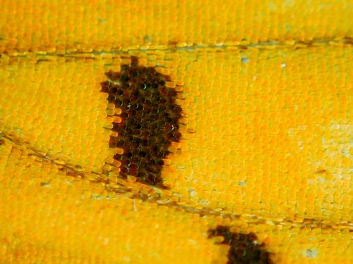 Escamas de asa de borboleta vista no microscópio ótico - magnificação 50 vezes
