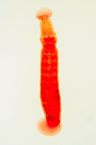 Clepsine sp - sanguessuga de lesmas e moluscos de água doce - microscópio ótico - magnificação 50 vezes