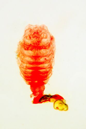 Pólipo de medusa - Aurelia aurita - microscópio ótico - magnificação 50 vezes
