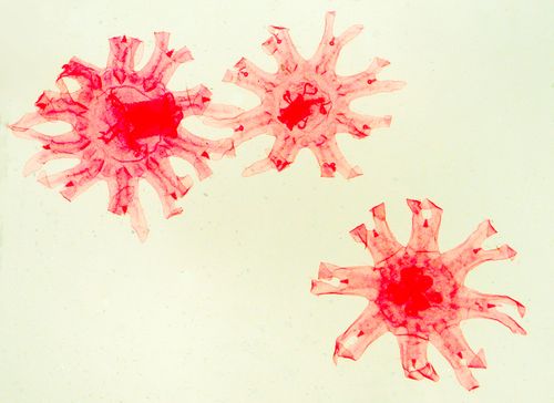 Imaturos de medusa - caravela - microscópio ótico - magnificação 50 vezes