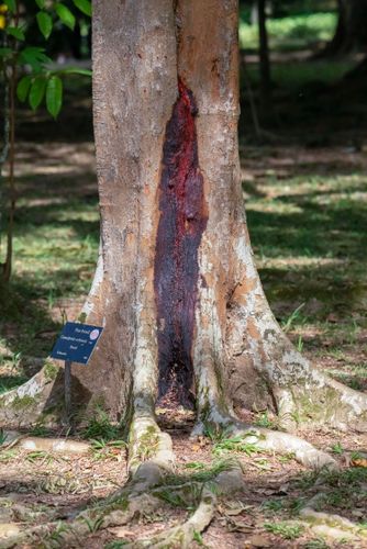 Árvore pau-brasil com seiva vermelha no Jardim Botânico - também é conhecido por ibirapitanga - paubrasili