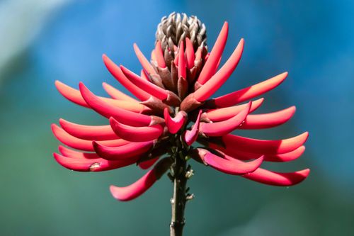 Flor vermelha de mulungú - conhecida também por mulungu-vermelho e corticeira no Jardim Botânico 