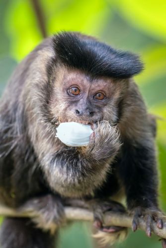 Macaco-prego ou mico-de-topete comendo fruto de jaca no Jardim Botânico