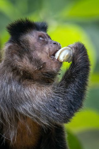 Macaco-prego ou mico-de-topete comendo fruto de jaca no Jardim Botânico