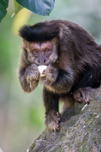Macaco-prego ou mico-de-topete comendo fruto de jaca no Jardim Botânico