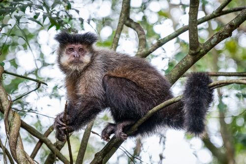 Macaco-prego no Parque Nacional do Iguaçu