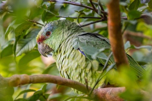 Papagaio-da-várzea - também conhecido como papa-cacau - tauá - tavuá e papagaio-papa-cacau no Parque Nacio