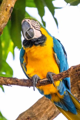 Arara-canindé no Parque Nacional de Anavilhanas 