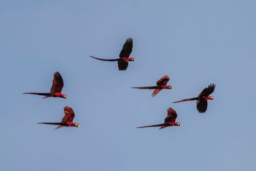 Revoada de araras-vermelhas no Parque Nacional de Anavilhanas - conhecida também como arara-verde