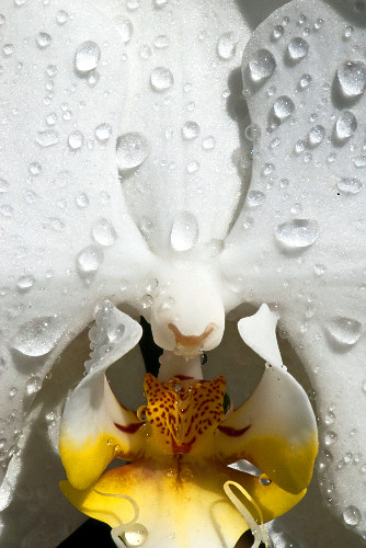 phalaenopsis x hybridus | Pulsar Imagens | Banco imagens do Brasil